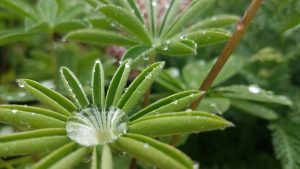 Water drop in the center of leaves