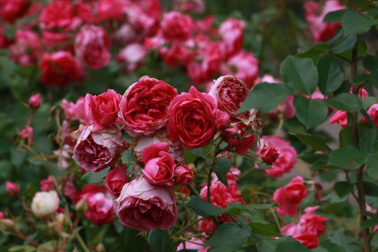 Red Roses