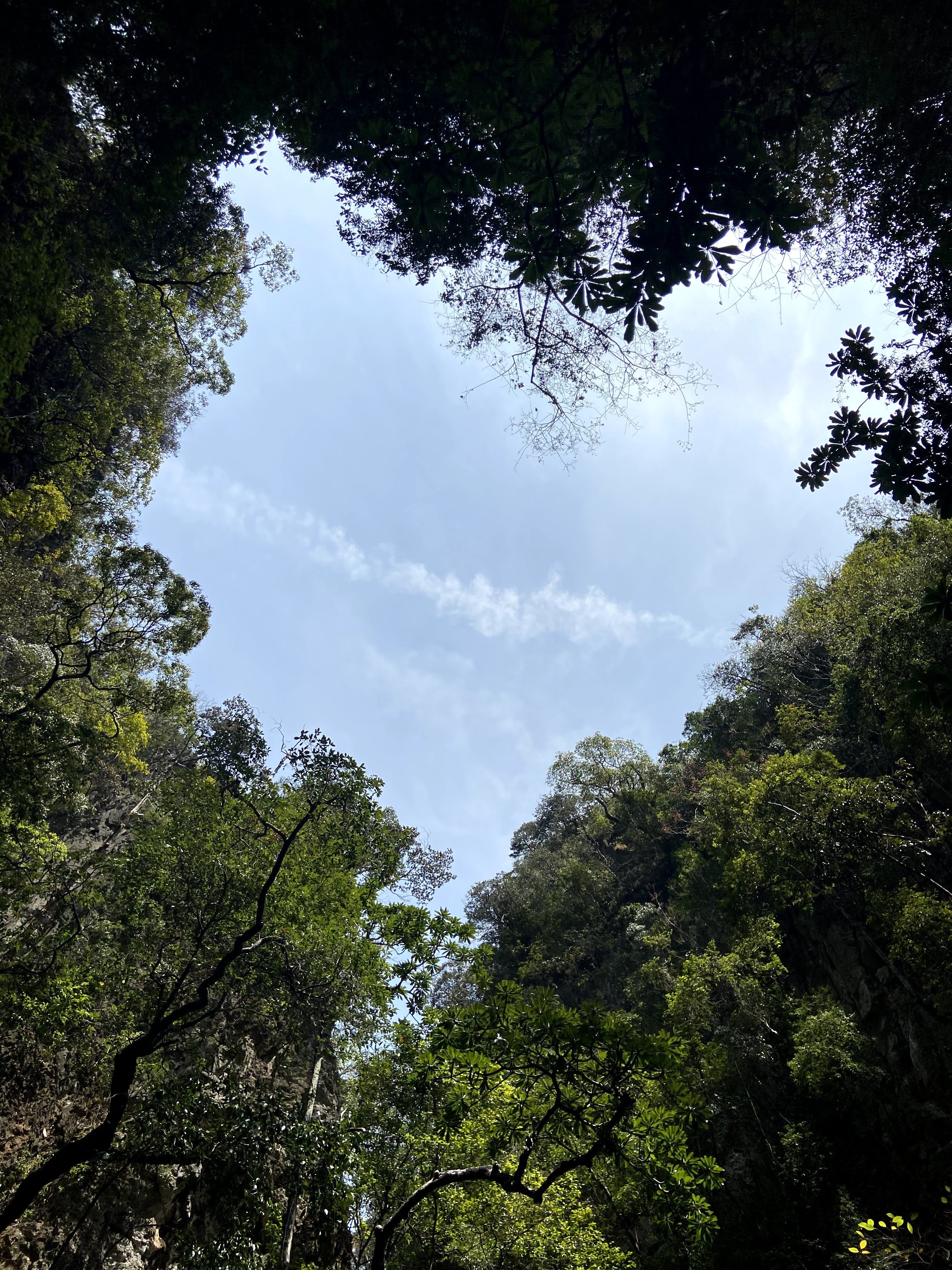 Looking up at a clear blue sky framed by dense, lush green tree canopies, with sunlight filtering through the leaves.