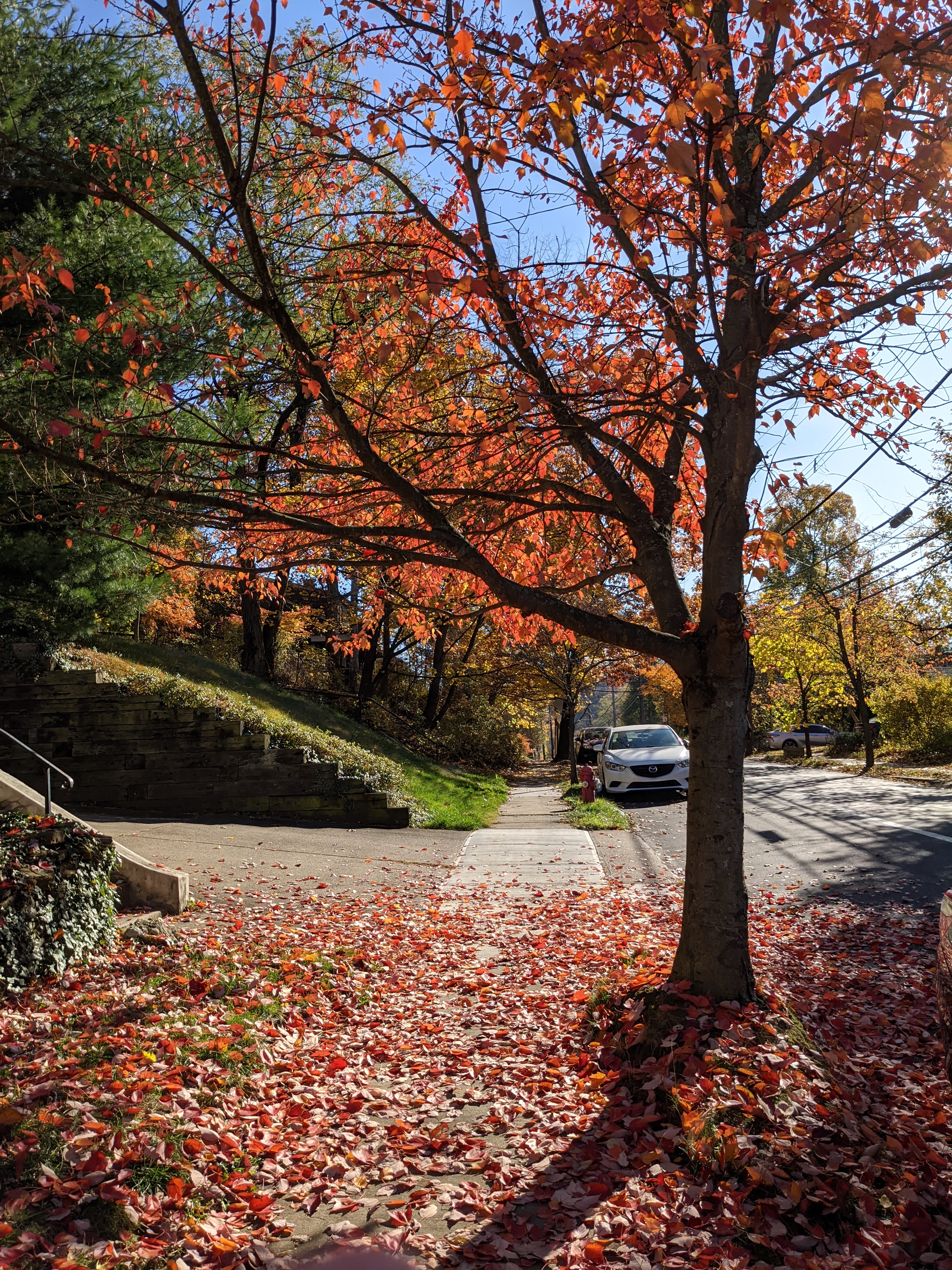 A tree arching over a sidewalk