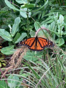 Monarch butterfly