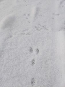 Rabbit tracks in the snow