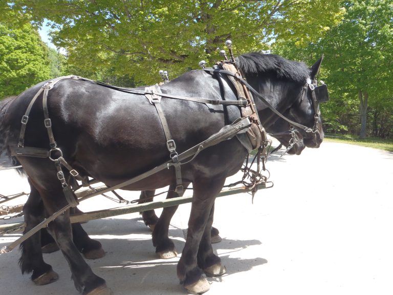 Draft horse team