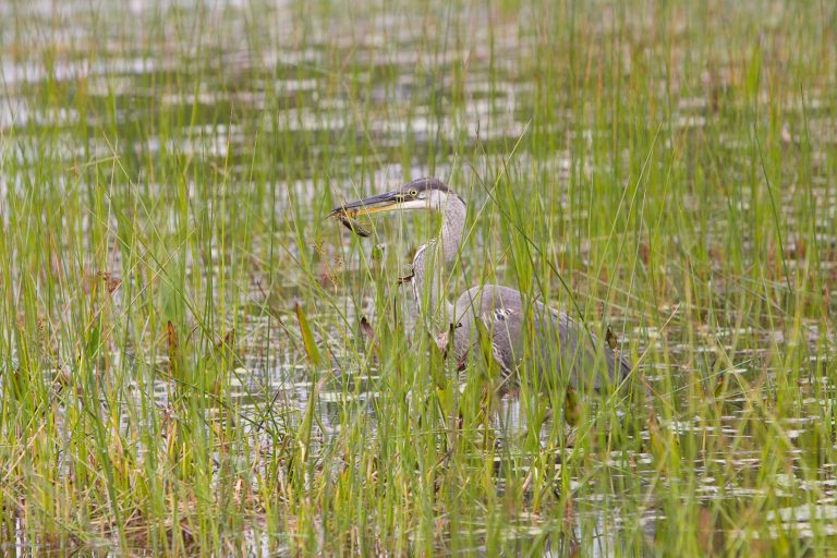 Heron catching a crawfish