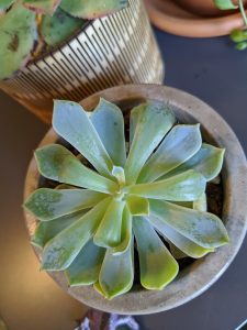 Close up of a circular succulent in a circular pot