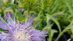 Purple flower