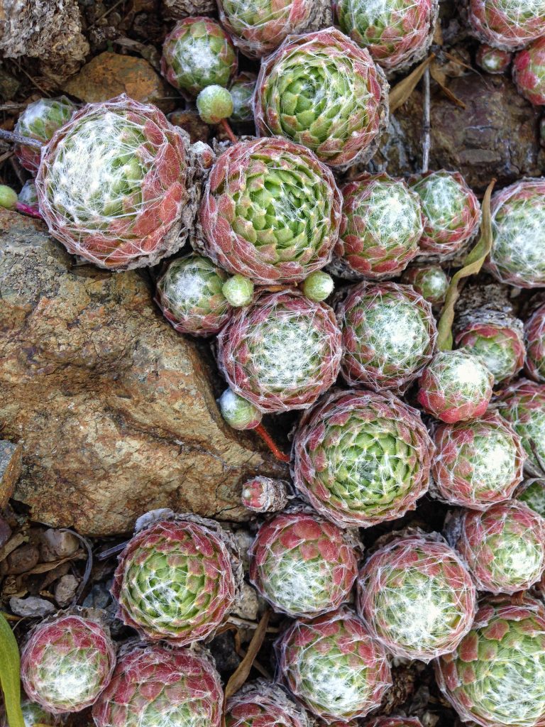 Closeup of hairry succulents