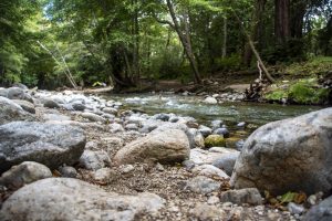 Rocky creek running through the woods