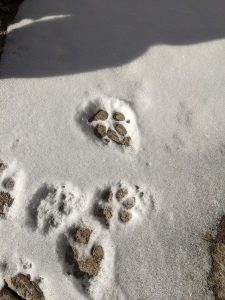 Several dog footprints in the snow