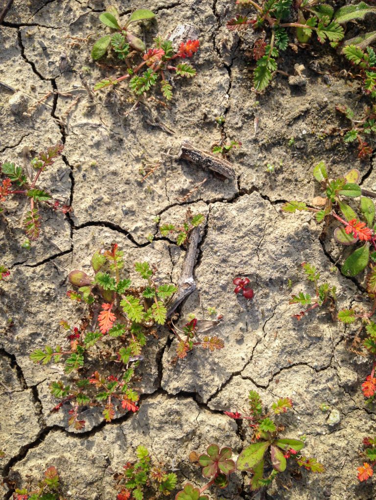 Cracked earth with plants