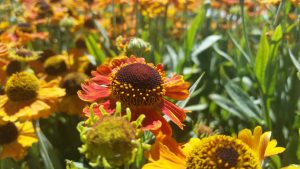 Blooming flower in the sun