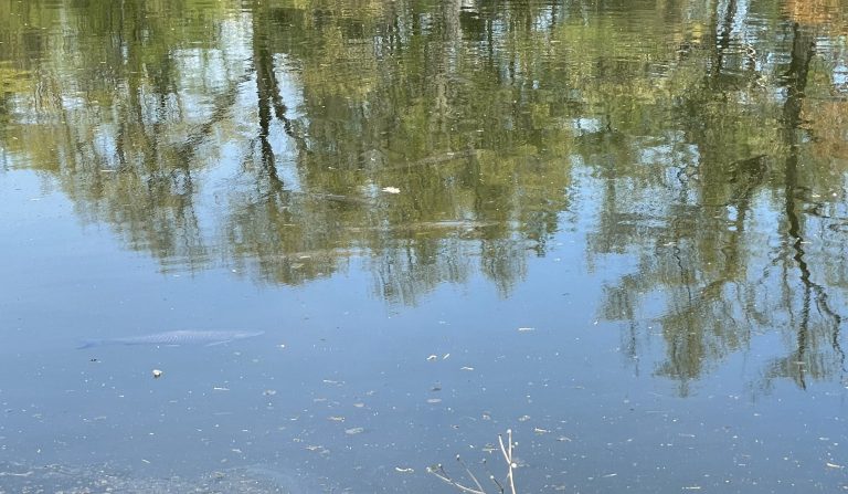 Tree Shadows Over the Lake