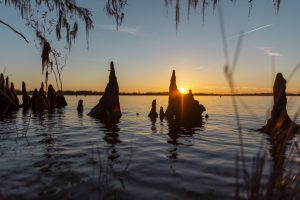 Sunset over roots sticking out of a river bed