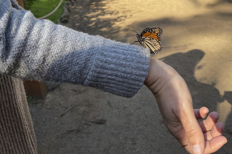 A monarch on a visitor at Pacific Grove Monarch Sanctuary