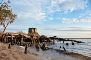 View larger photo: Trunk and roots of a tree on an eroded river bank