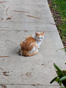A small cat in the sidewalk