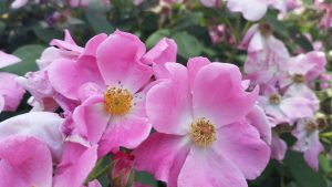 Pink wild roses