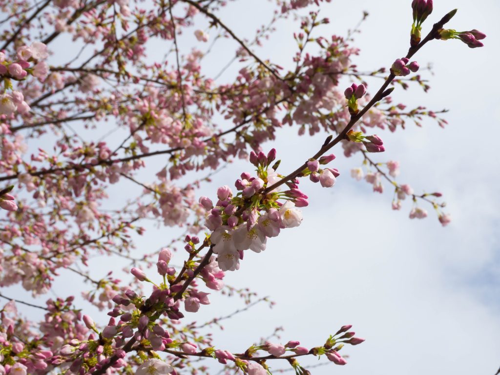 Cherry Blossom