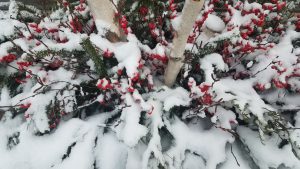 Snow on red berries, green boughs, and birch branches