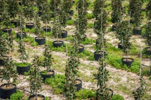 Rows of potted blueberry bushes