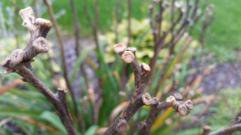 Pruned branches