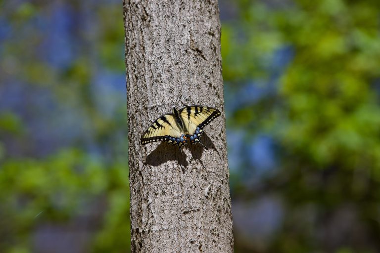 Eastern Tiger Swallowtail butterfly