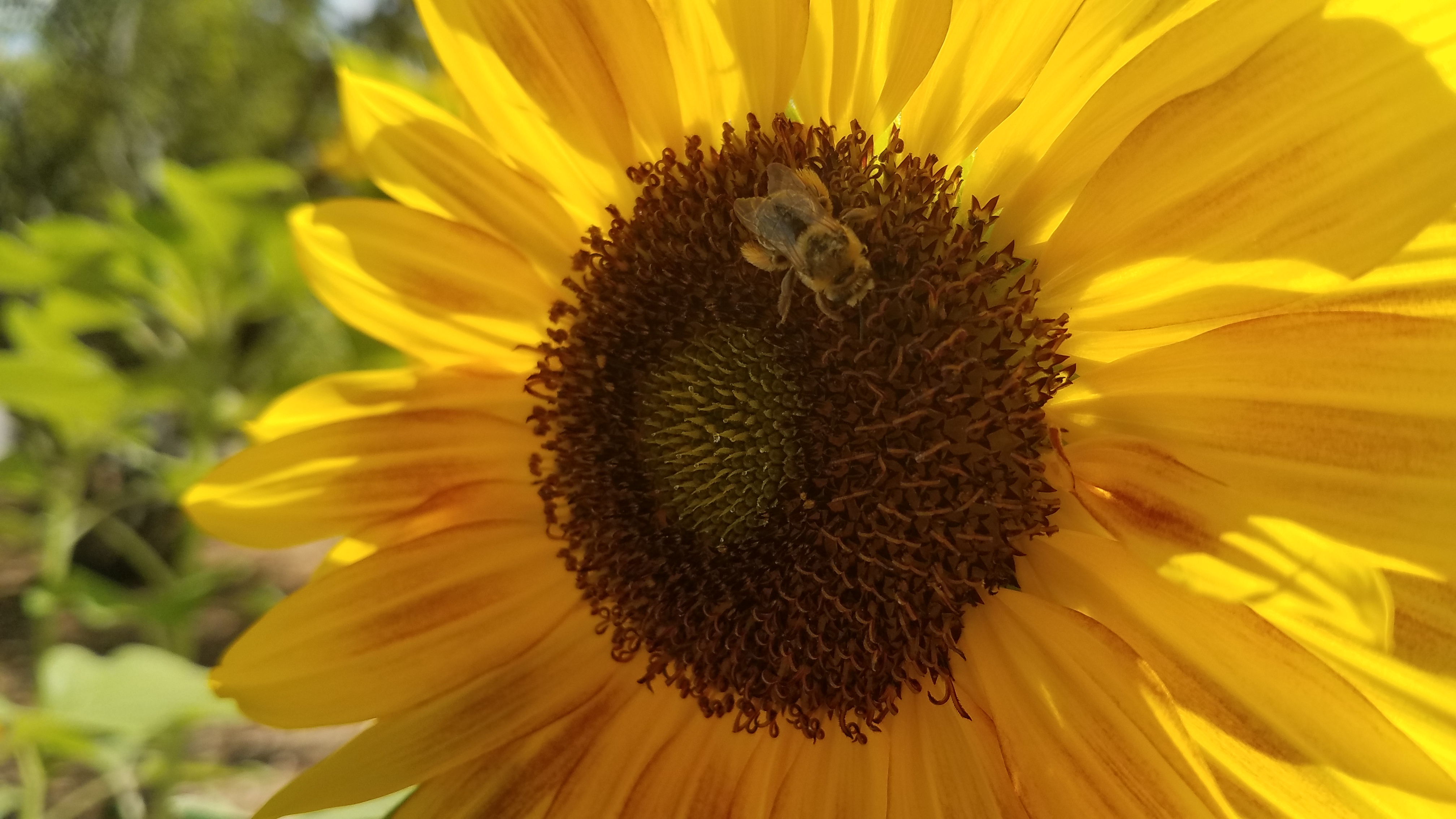 Honeybee on a sunflower