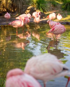 Flamingos in a shallow pool of water at dawn