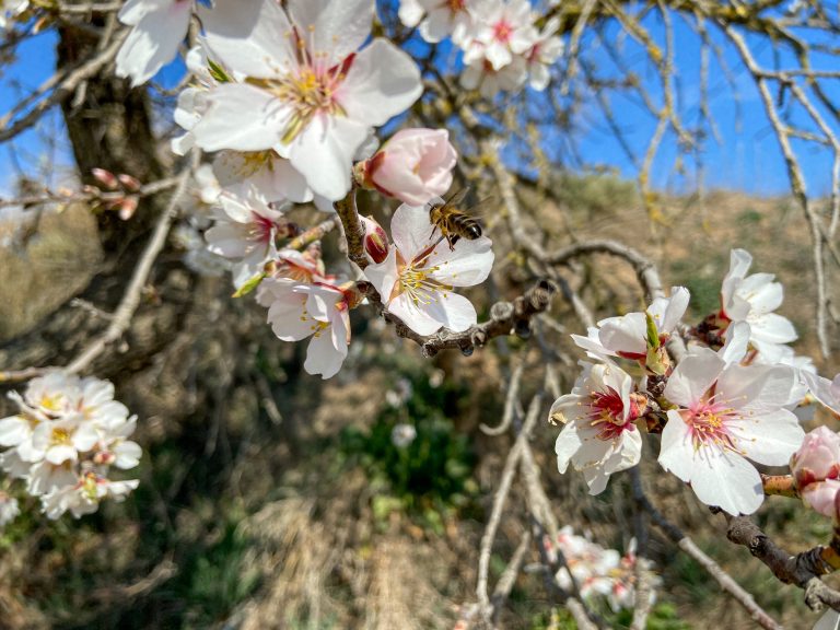 Bee on a flowering tree