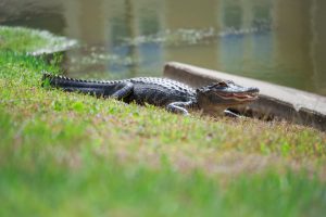 Alligator on the shore of a residential pond