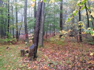 Early morning in Monongahela National Forest, Virginia, USA