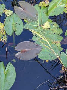 Lilypads in clear water, stems and sawgrass reflections visible. Everglades.
