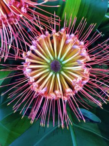 Rainbow Colorful Hawaiian Flower