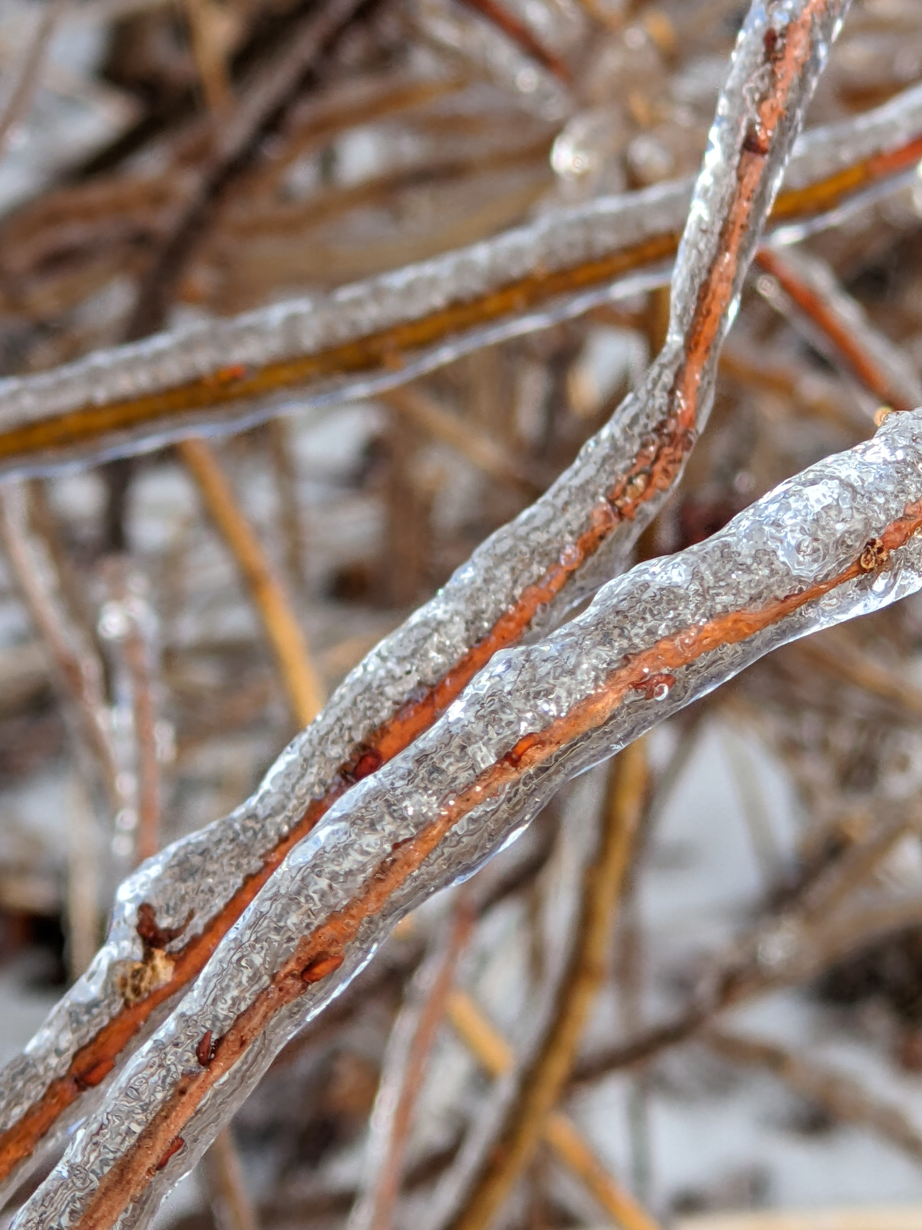 Twigs encased in ice