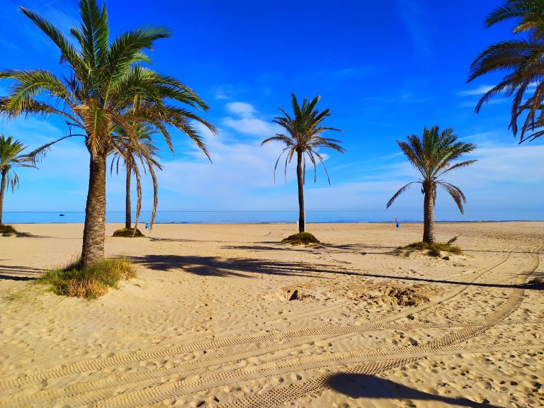 Palm Treees on the Beach