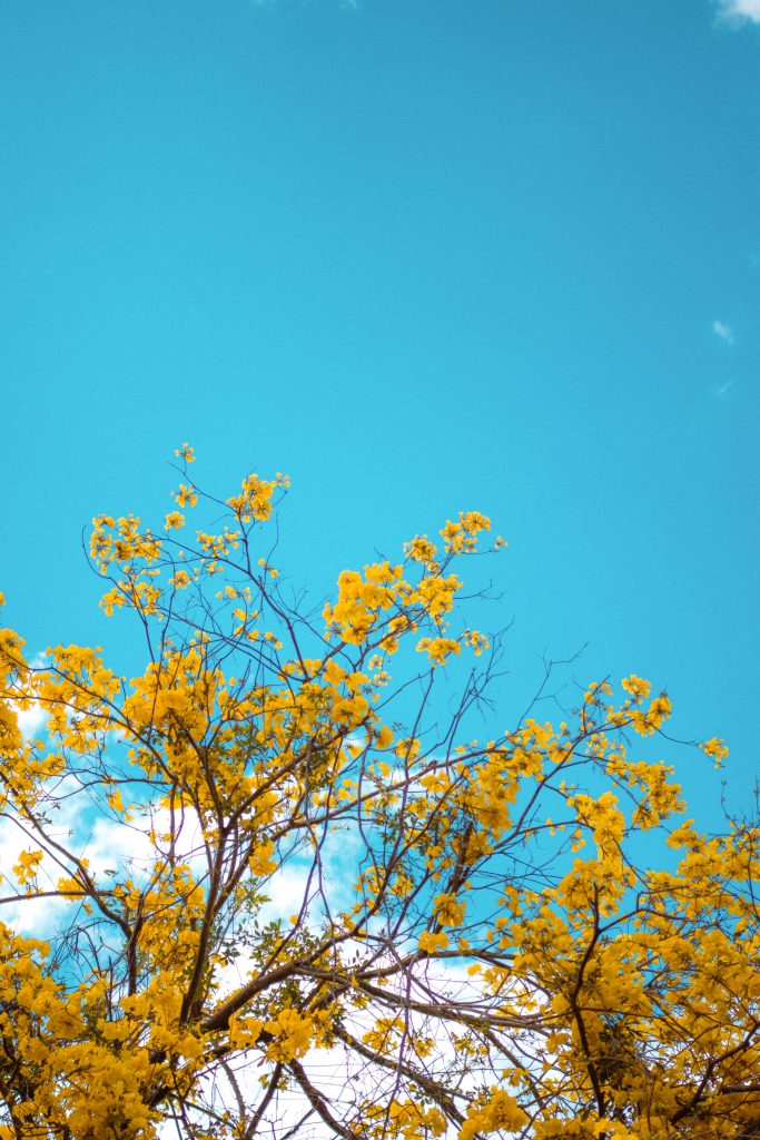 Yellow flowers on a tree set against a blue sky