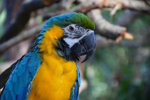 Head of a military macaw