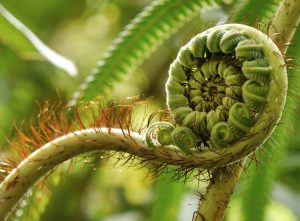 Fern leaf roll