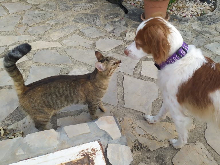 Cat and dog