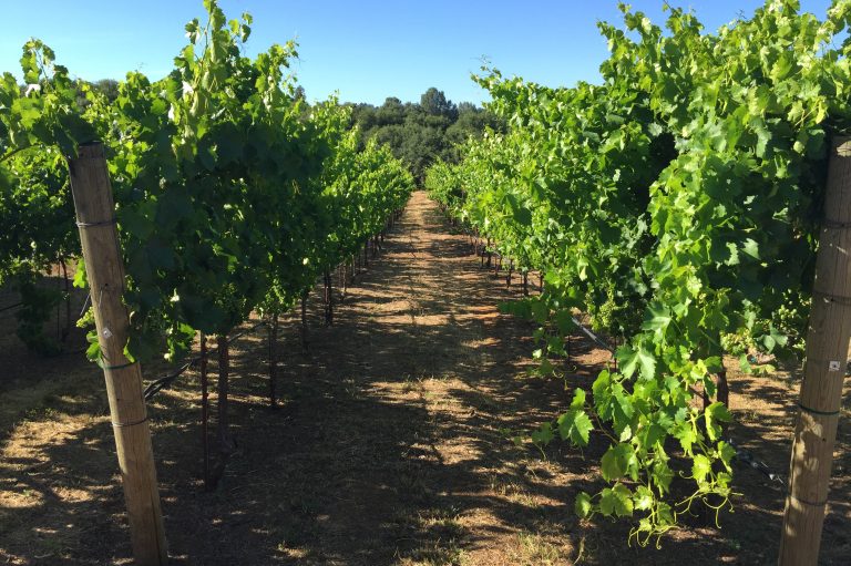 Green Grapes In Vineyard