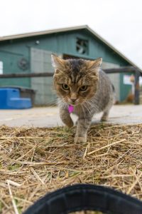 Horse stable cat