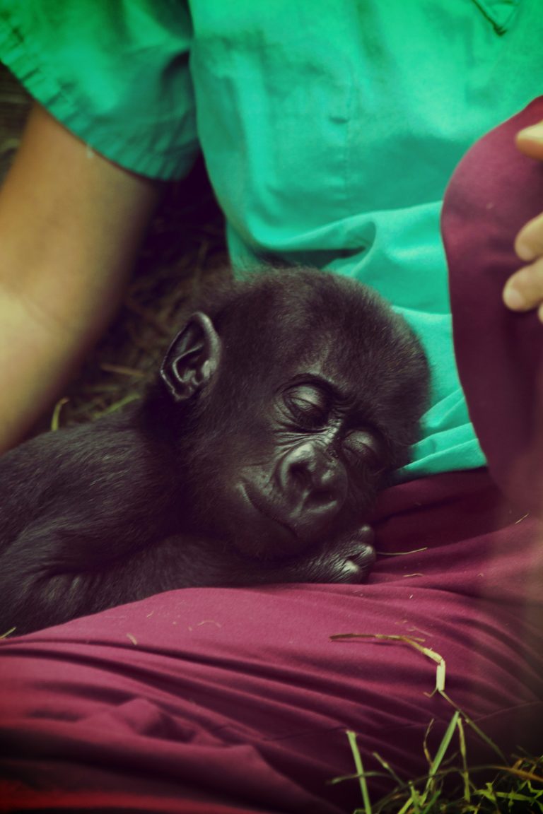 Baby Gorilla