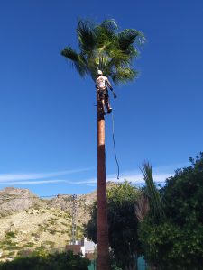 Man in palm tree