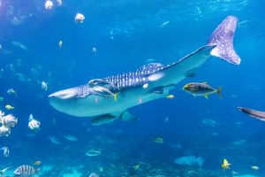 Whale shark and other fish in the Atlanta Aquarium in Georgia