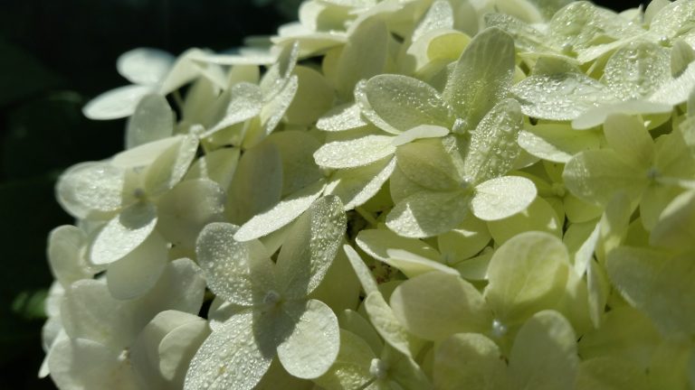 Water drops on hydrangea