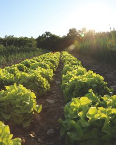 Rows of lettuce