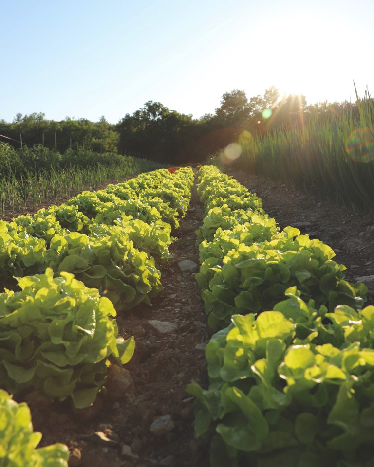 Rows of lettuce