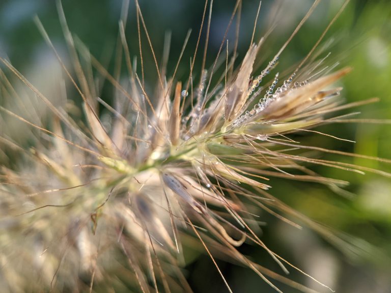 Tiny water droplets on grass seed