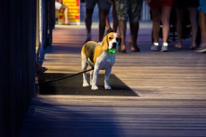 Young beagle with a glowing collar