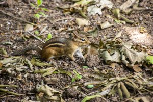 Chipmunk on the ground